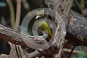 Greater yellownape Chrysophlegma flavinucha, perched on a tree log