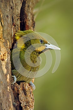 Greater Yellownape, Picus flavinucha, on the tree hole nest, detail portrait of green woodpecker, India