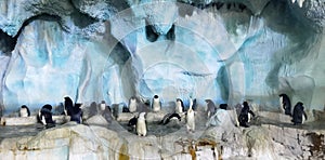 GreaterBay China Zhuhai Hengqin Chimelong Diving Magellanic Penguins Hotel Penguin Swimming Ocean Kingdom Circus Sea World Iceberg