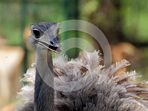 Greather Rhea portrait