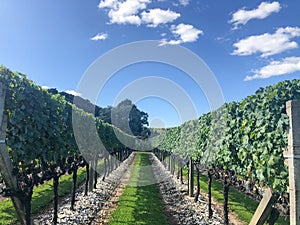 Greats Vineyards in beautiful wineries