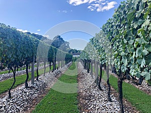 Greats Vineyards in beautiful wineries photo