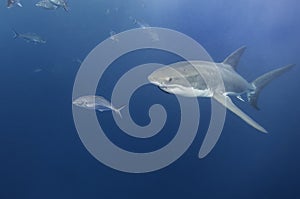 Greatwhite shark underwater. photo