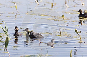 Grebe with Babies