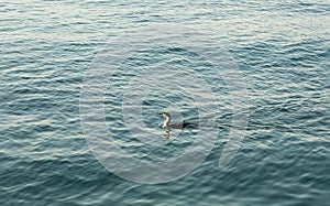 Grebe bird at the sea