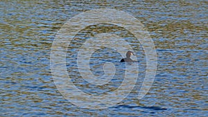 a grebe bird swims on the lake