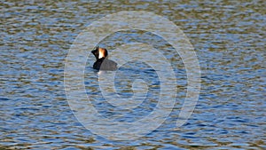 a grebe bird swims on the lake