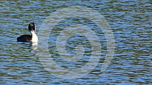 a grebe bird swims on the lake on a spring