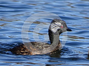 Grebe after diving