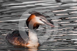 Grebe / Fuut watching his territory