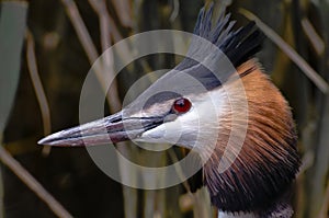 Grebe on her nest