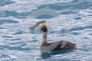 Grebe in the Lake Thun, Canton of Bern