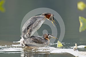 Grebe male on top of the female