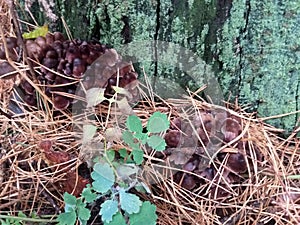 grebe mushrooms grow from a rotten log among fallen pine needles