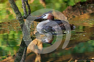 Grebe in Reflections 1