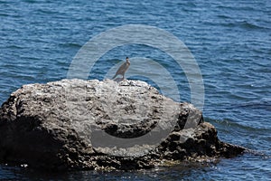 Grebe relaxing near the blue sea