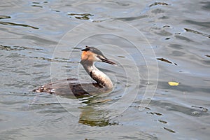 A grebe on a river in England UK