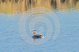 Grebe swimming in the blue water