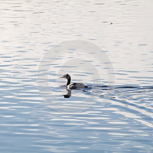 grebe with a wake