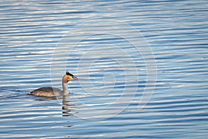 A grebe in the water
