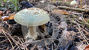 Grebe. white poisonous mushroom in the forest