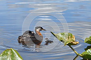 Grebes with 2 chicks
