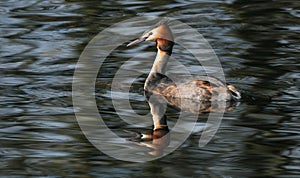 Grebes are aquatic diving birds in the order Podicipediformes