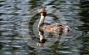 Grebes are aquatic diving birds in the order Podicipediformes.