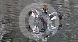 Grebes are aquatic diving birds in the order Podicipediformes.