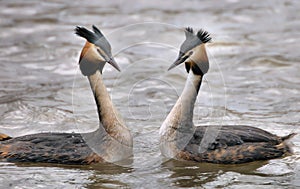 Grebes couple