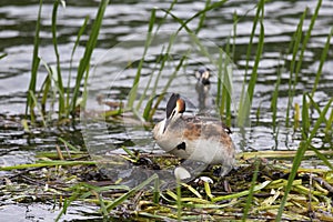 Grebes on the lake during the mating season