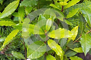 Grecian laurel (Laurus nobilis)