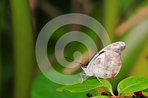 Grecian Shoemaker butterfly (underside)