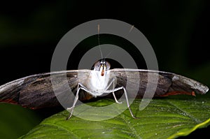 Grecian shoemaker, catonephele numilia