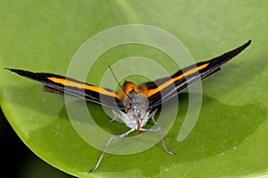 Grecian shoemaker, catonephele numilia