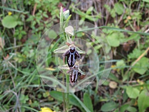 Grecian spider orchid