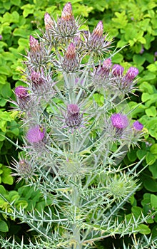 Grecian thistle cirsium