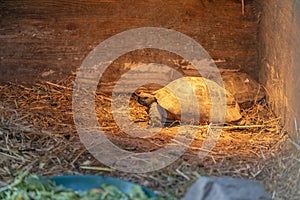 Grecian Wanderer - Greek Tortoise (Testudo graeca) in Greece