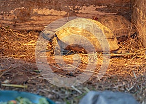 Grecian Wanderer - Greek Tortoise (Testudo graeca) in Greece