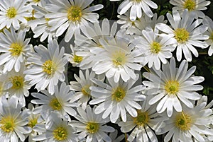 A Background of Anemone blanda 'White Splendor' Flowers