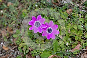 Grecian windflower Anemone Anemone pavonina blooming early spring