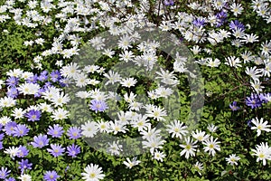Grecian Windflowers - Anemone Blanda