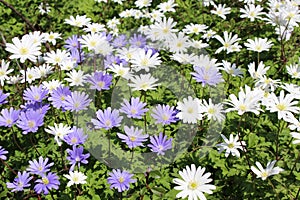 Grecian Windflowers - Anemone Blanda