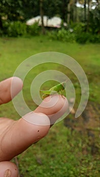 Gree grass chopper in finger