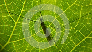 A gree leaf and a mosquito photo