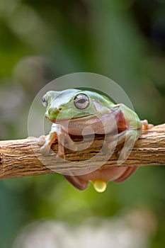 Gree tree frog