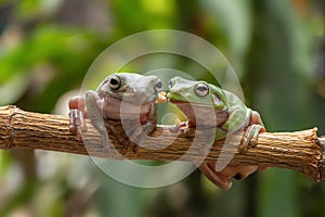 Gree tree frog photo