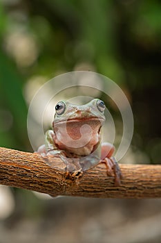 Gree tree frog