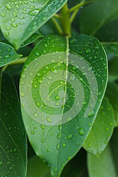 Greean leaf after rain