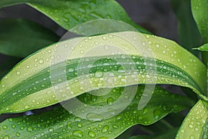 Green leaf after rain
